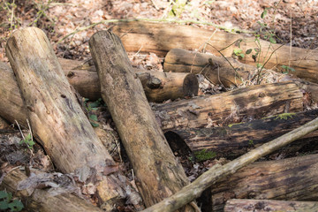 trunk of trees