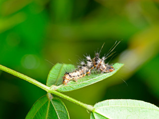 The caterpillar is on the green leaves