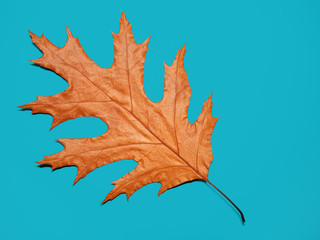 Ein Blatt , blauer Hintergrund 1