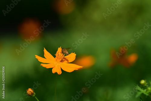 Beautiful Flowers And Green Leaves Green Leaves With