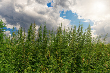 Cannabis leaf, medical marijuana. Cannabis flowers and seeds in green field with back light. Marijuana plant leaves growing high.