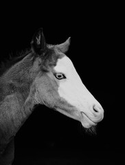 Foal horse with bald face, profile view of colt in black and white.