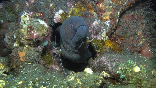 Incredible Underwater World - Yellowmargin moray - Gymnothorax flavimarginatus + White-striped cleaner shrimp - Lysmata amboinensis. Bali.