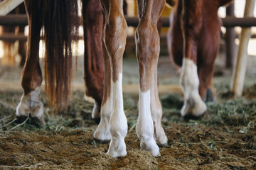 Horse legs shows socks on equine animal close up.