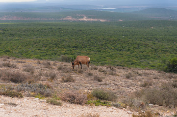 Red hartebeest antelope grazing in the wild with African landscape on the background
