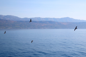 Seagulls flying above the sea. Beautiful landscape in Croatia.
