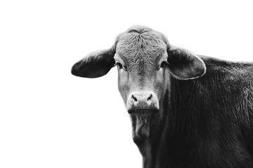 Cute Brahman crossbred heifer cow looking at camera in black and white.  Agriculture image shows...