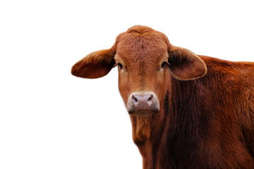 Cute brown Brahma crossbred heifer cow calf looking at camera with white background.  Copy space...