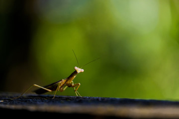 Praying mantis insect close up with green blurred background.