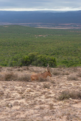 Red hartebeest antelope in the wild. Safari game drive in Africa