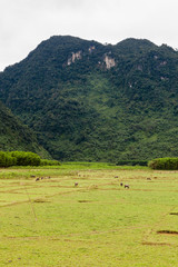 Rural areas around the Phong Nha city, Vietnam