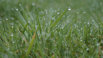 green grass with water drops