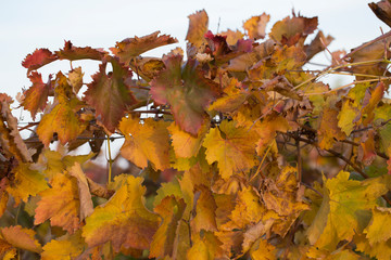 Vineyards in the autumn with red foliage. Transition of the vine to wintering. Wine-making. Technology of wine production. Wine production in Moldova.