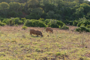 Fototapeta premium Two warthogs grazing in the wild. Safari game drive in Africa