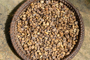 Luwak coffee, unclean coffee beans, closeup. Kopi luwak is coffee that includes part-digested coffee cherries eaten and defecated by the Asian palm civet. Island Bali, Ubud, Indonesia