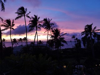 Fototapeta na wymiar Hawaii Palmtrees