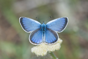butterfly on flower