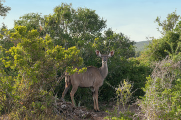 Wild female kudo antelope looking at camera in the bush