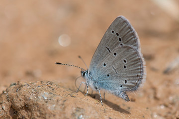 butterfly on leaf