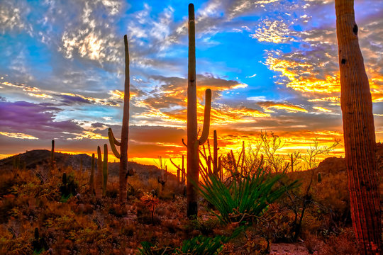 Sunset in the Arizona Sonoron Desert