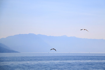 Seagulls flying above the sea. Beautiful landscape in Croatia.