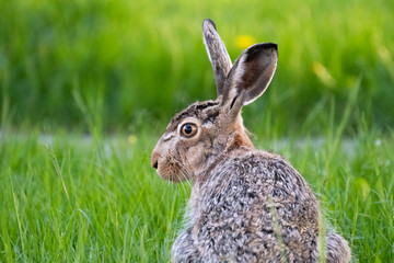 cute rabbit (jackrabbit/hare) sitting in grass surrounded by daisy flowers in sunlight