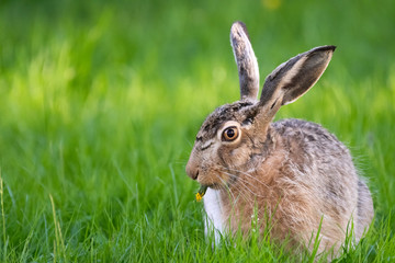 cute rabbit (jackrabbit/hare) sitting in grass surrounded by daisy flowers in sunlight