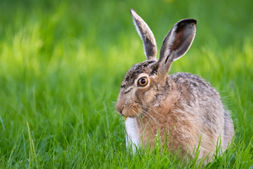 cute rabbit (jackrabbit/hare) sitting in grass surrounded by daisy flowers in sunlight