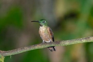Fawn-breasted Brilliant Hummingbird (Heliodoxa rubinoides), Tandayapa Area, Ecuador