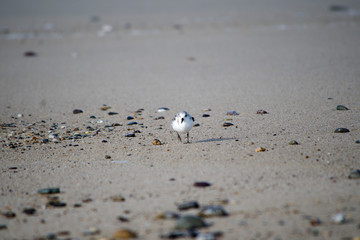 Sanderling