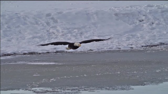 Drop Zone Wing Flair - A bald eagle glides to its drop zone and flares its wings for a perfect landing near prey. Followed by a squawking battle cry. Slow motion. Chilkat river, Haines, Alaska.