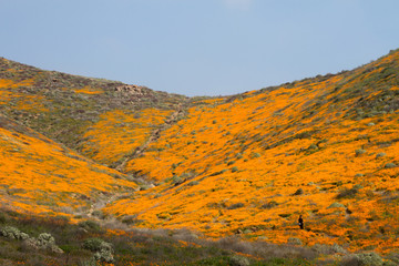 Southern California Poppy Super Bloom 2019