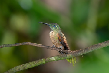 Fawn-breasted Brilliant Hummingbird (Heliodoxa rubinoides), Tandayapa Area, Ecuador