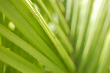Macro shot of palm tree leaves.