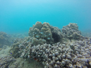 Naklejka na ściany i meble seychelles coral
