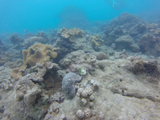Fototapeta na wymiar seychelles coral