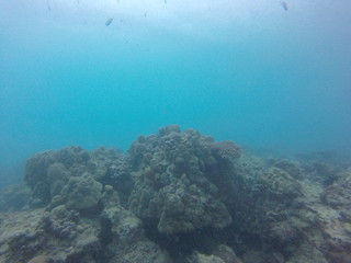 Naklejka na ściany i meble coral seychelles
