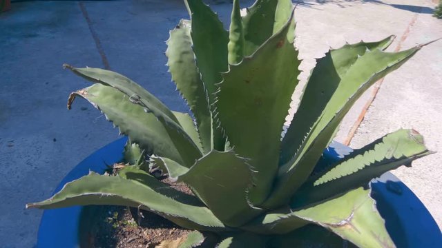Agave bush (not a cactus) in a round pot. Shoot camera moves around the subject