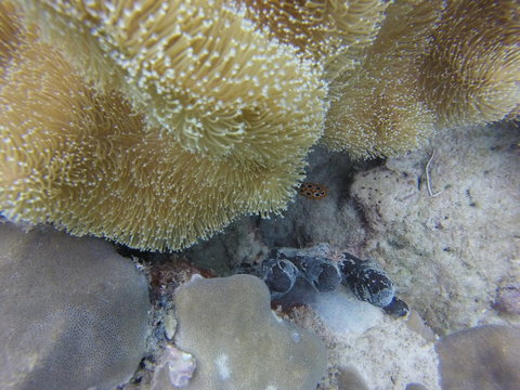 coral seychelles