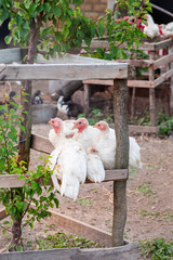Turkeys close up. Adult hens, turkeys, teenage chickens on the farm graze in the grass and peck fodder.