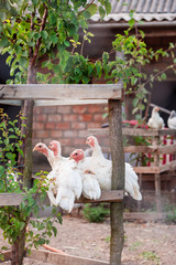 Turkeys close up. Adult hens, turkeys, teenage chickens on the farm graze in the grass and peck fodder.