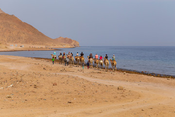 The caravan moves along the red sea. Dromedary from the Sinai Peninsula. Arabian camel. The animal...
