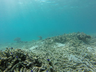Naklejka na ściany i meble seychelles snorkeling
