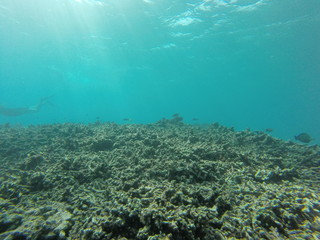 Obraz premium seychelles snorkeling