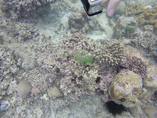 seychelles snorkeling © Thomas