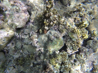 seychelles snorkeling