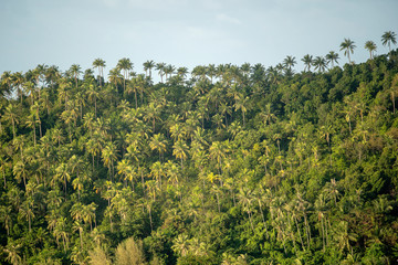 Silhouette of green coconut trees background on the mountain at island Koh Phangan, Thailand