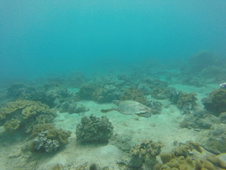 Fototapeta na wymiar sea turtle