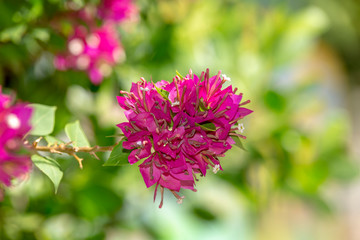 Red flowers of bougainvillea tree