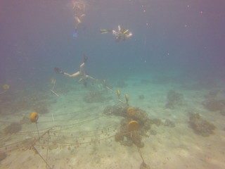 Fototapeta na wymiar coral restoration